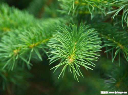 云杉鋁扣板-云浮鋁扣板廠家裝修技巧