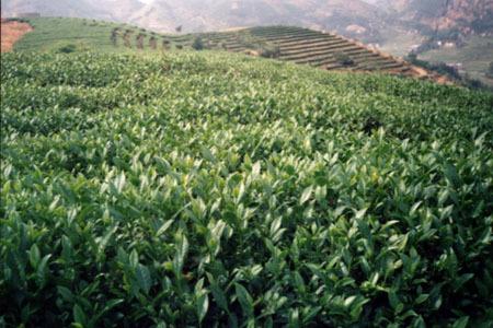 晉江鋁扣板-晉江市內(nèi)坑鎮(zhèn)鋁扣板廠-晉江哪里有鋁扣板廠